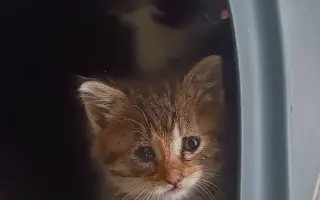 Pomôžte nám postaviť bezpečnú voliéru pre mačky bez domova