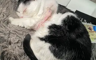 Pomohli ste Kokovi v boji s agresívnou rakovinou FISS