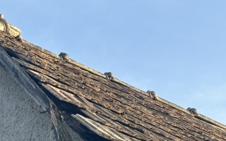 Pomôžme zvieratkám v OZ Archa žiť dôstojne