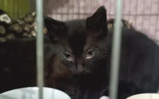 Pomôžte nám postaviť bezpečnú voliéru pre mačky bez domova