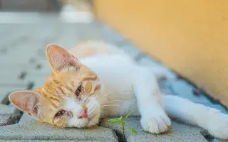 Zmeňme život mačkám na východnom Slovensku