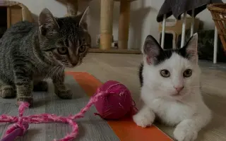 Pomohli ste kastráciám mačiek v Prievidzi
