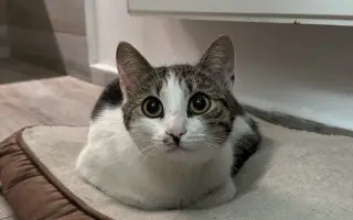 Pomôžme kocúrikovi Šuflík po úraze chrbtice