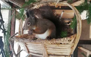 Pomôžte s rekonštrukciou záchrannej stanice pre veveričky