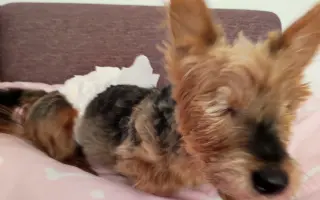 Pomôžme zachraňovať psích seniorov a dopriať im dôstojnú starobu