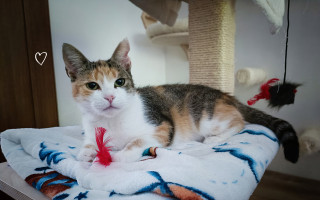 Pomôžte nám zaplatiť nákladnú liečbu pre Ziwu, mačičku bojujúcu o život