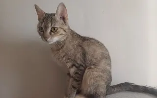 Pomôžme nájdenému mačiatku so zlomenou nohou