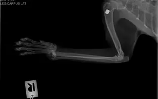 Vráťme spolu Murke bezbolestné kroky