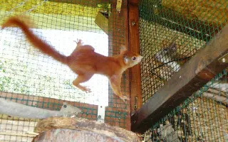 Pomôžte s rekonštrukciou záchrannej stanice pre veveričky