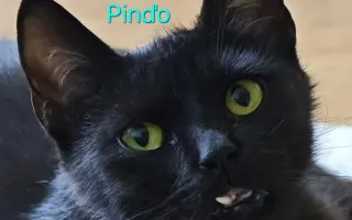 Pomôžme zachraňovať mačacie životy v Senci a okolí