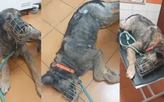 Kde jeden vzal, tam druhý dal - Cesta za šťastím túlavého Ľiptáka
