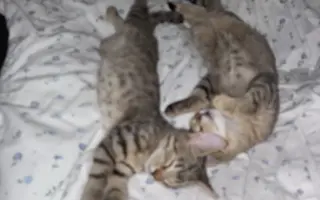 Podporte rozšírenie depozitu pre mačičky z ulice