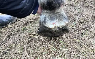 Pomôžme kobylke Moly zvládnuť liečbu