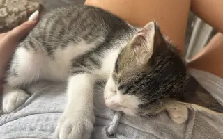 Pomôžme Tommymu so zlomenou labkou