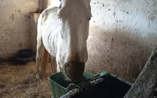 Pomôžme kobyle Kami v boji o život