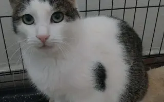 Pomôžme kocúrikovi Chlapcovi konečne voľne dýchať