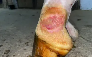 Pomôžte nášmu koníkovi Armanimu postaviť sa späť na nohy