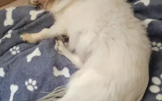 Pomôžme psím seniorom u Ivetky