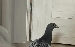 Pomôžme Vlaďke postaviť domov pre handicapované holuby