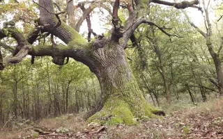 Zachráňme 200-ročný dub a vytvorme EKOCENTRUM POD DUBOM. Zelená hliadka Pezinok