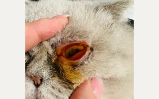 Pomôžme mačičke Gretke znovu vidieť svet