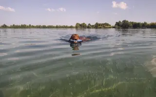 Zachráňme Dobbyho - pomôžme mu s liečbou mastocytózy