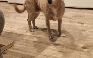 Dajme Minnie možnosť chodiť bez bolesti