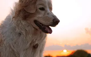 Pomôžte nám dať Dukovi šancu na ďalšie spoločné dni