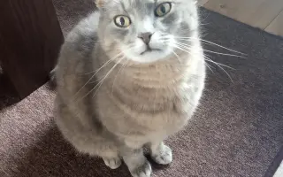 Pomôžme kocúrikovi Murovi (Tučkovi) poraziť FIP