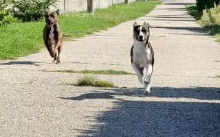 Pomôžme Forint opäť behať bez bolesti