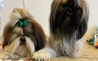 Pomôžme Daphne opäť žiť bez bolesti