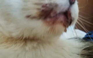 Pomôžme kocúrikovi Labke zotaviť sa