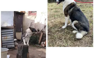 Pomôžte nám vyplatiť dlh za veterinárnu starostlivosť pre našich zverencov