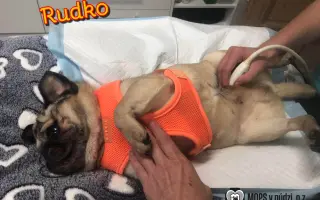 Pomôžte dať chorým mopsíkom šancu na život – MOPS v núdzi, o.z.