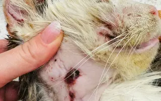 Pomôžme mačkám z Ružinova – 2. fáza pomoci