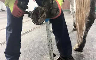 Pomôžme kobylke Moly zvládnuť liečbu