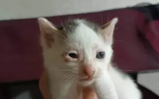 Pomôžte nám postaviť bezpečnú voliéru pre mačky bez domova