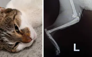 Dočká sa hendikepovaná mačička Yuki a ostatné mačky v núdzi nevyhnutnej pomoci?