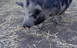 Chýba už len kúsok. Pomôžte nám presťahovať Azyl pre prasiatka a králiky.