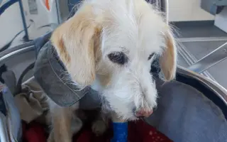 Pomôžme zachraňovať psích seniorov a dopriať im dôstojnú starobu
