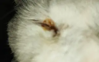 Pomôžme kocúrikovi Labke zotaviť sa