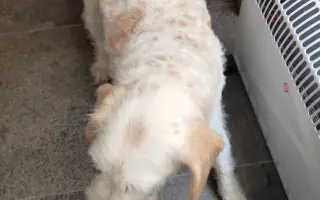 Pomôžme psím seniorom u Ivetky