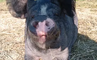Chýba už len kúsok. Pomôžte nám presťahovať Azyl pre prasiatka a králiky.
