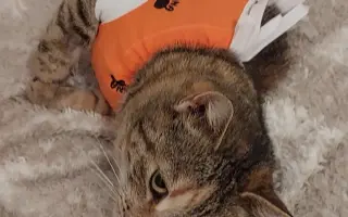 Pomôžme zachrániť mačacie životy