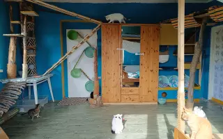 Postavme do zimy útočisko pre mačacích dochrámančekov z OZ Mačoz