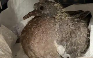 Pomôžme Vlaďke postaviť domov pre handicapované holuby
