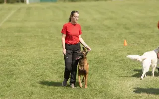Podporme slovenské záchranárske psy na Majstrovstvách sveta 2026 v Slovinsku!