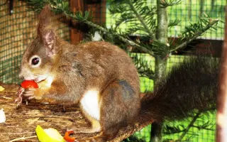 Pomôžte s rekonštrukciou záchrannej stanice pre veveričky