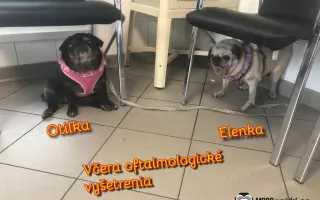 Pomôžte dať chorým mopsíkom šancu na život – MOPS v núdzi, o.z.