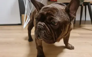 Pomôžme francúzskemu buldočkovi Rockymu